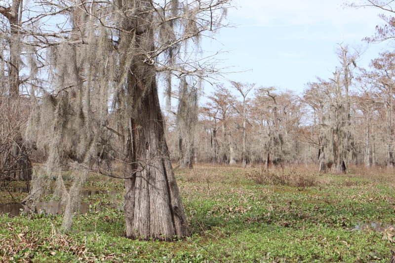 Louisiana doubles money available to nonprofits for conservation work