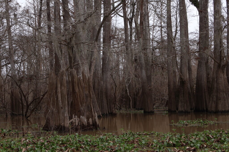Federal judge pulls CPRA permit for Atchafalaya Basin restoration project