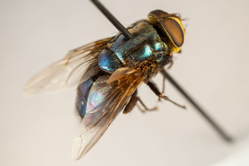 Louisiana puts restrictions on animals entering state after screwworm reaches Texas