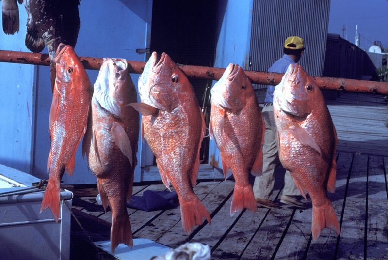 Louisiana expands red snapper limits for Fourth of July weekend