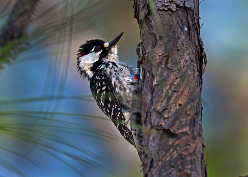 Conservationists worry Endangered Species Act changes could threaten recovery efforts