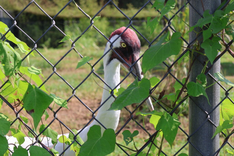 Whooping cranes are on the cusp of a comeback story. Could Trump policy change the ending?