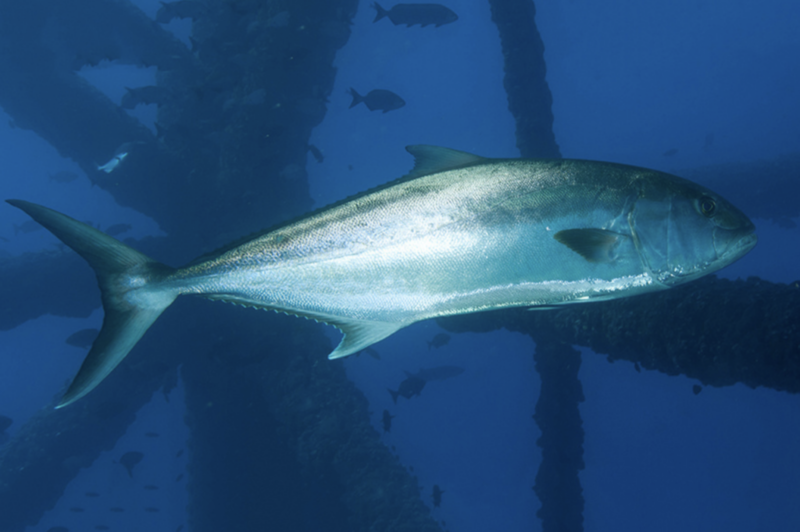 Louisiana ends amberjack season for recreational fishermen