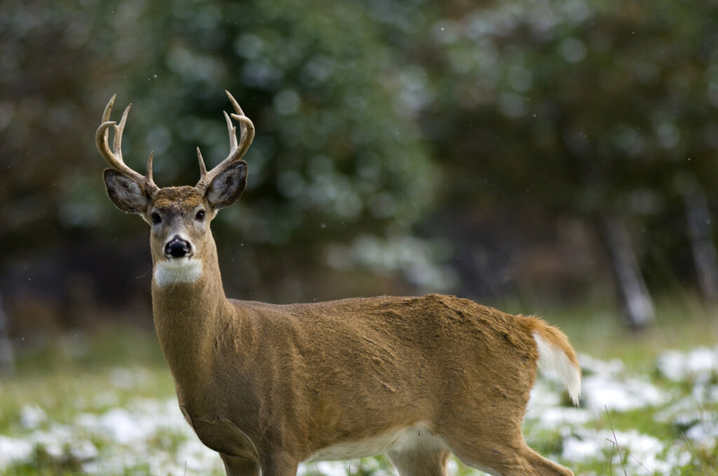 Bills to create a separate Upper Peninsula hunting, fishing authority meets opposition in House