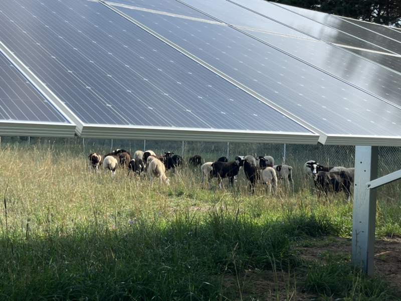 ‘Solar grazing’ is a way for farmers and solar companies to use land ...