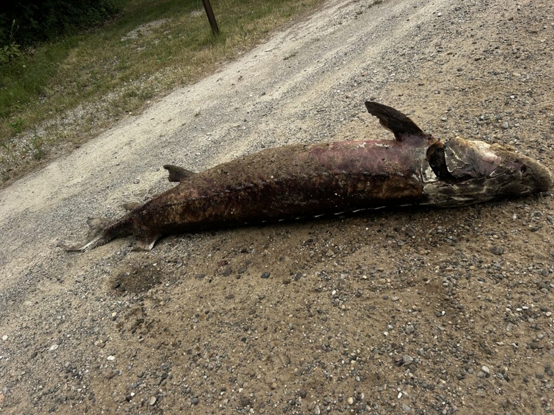 Northern Michigan lawmaker calls for stricter penalties on Lake Sturgeon poaching