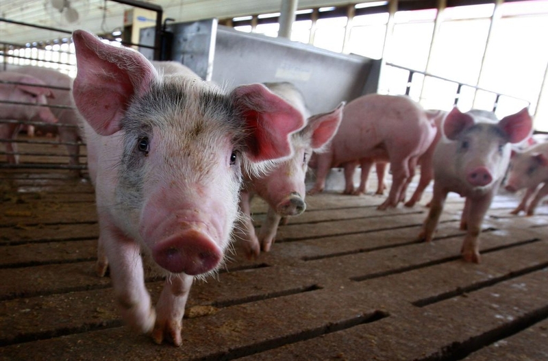 Farm Bill should protect Minnesota farmers, not change the rules to advantage Big Ag