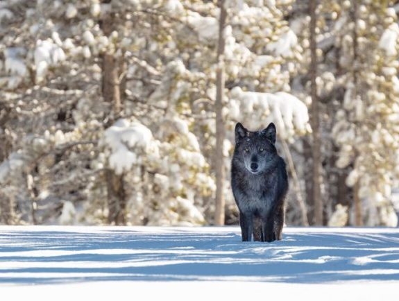 Removing federal protections for wolves would be catastrophic