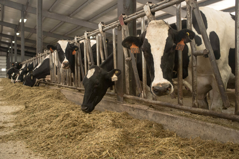 Court rules against Winona county dairy expansion; owner will appeal