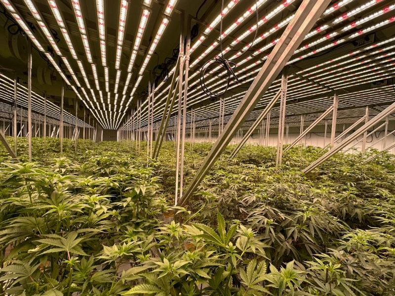 Former top Democratic operative settles $1.2 million debt with South Dakota cannabis growers