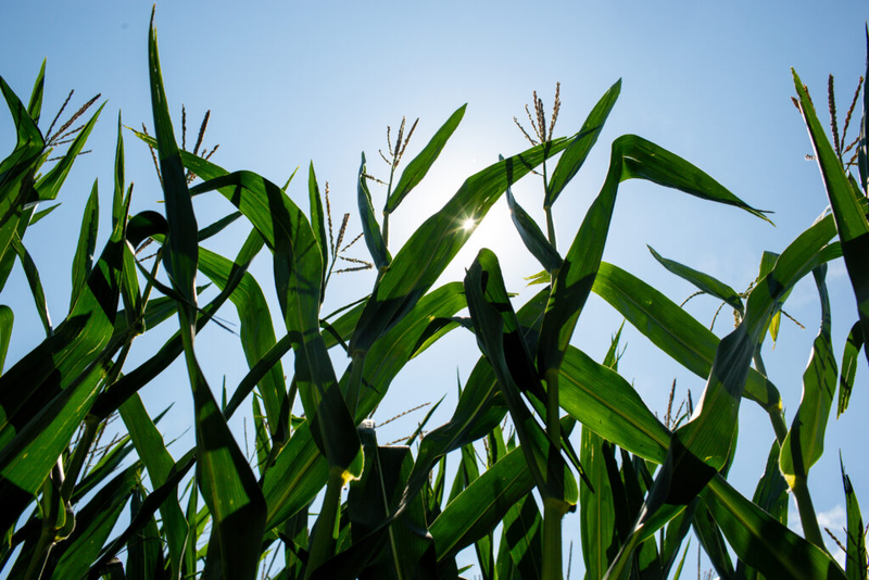 Minnesota company is tackling nitrogen pollution with ag science in volatile fertilizer market