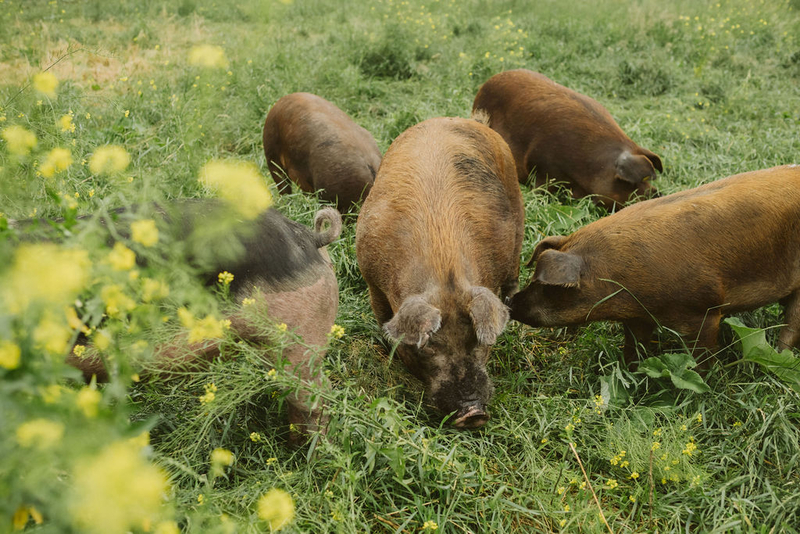 Minnesota leaders have a big role to play in the future of family farming in the Farm Bill