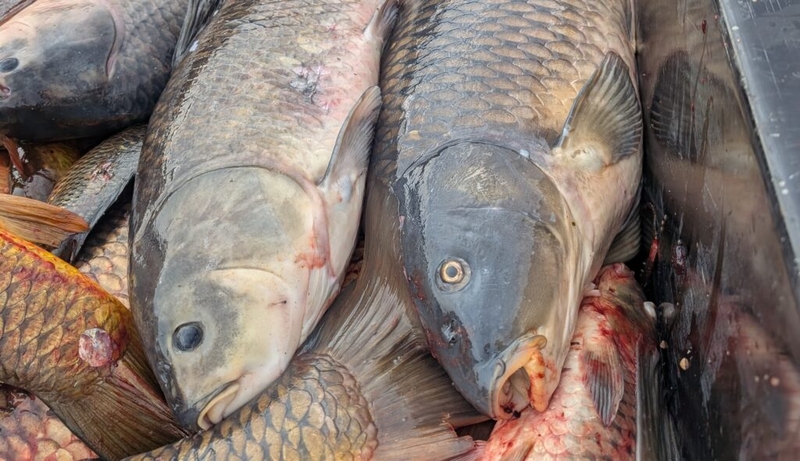 How much PFAS is in Minnesota fish? We often have no idea.