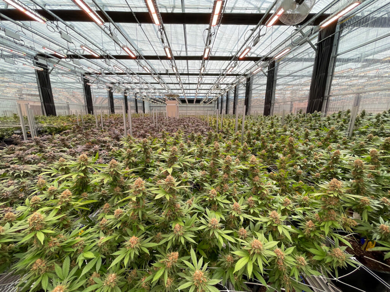 Missouri regulators revoke license of Springfield marijuana manufacturer