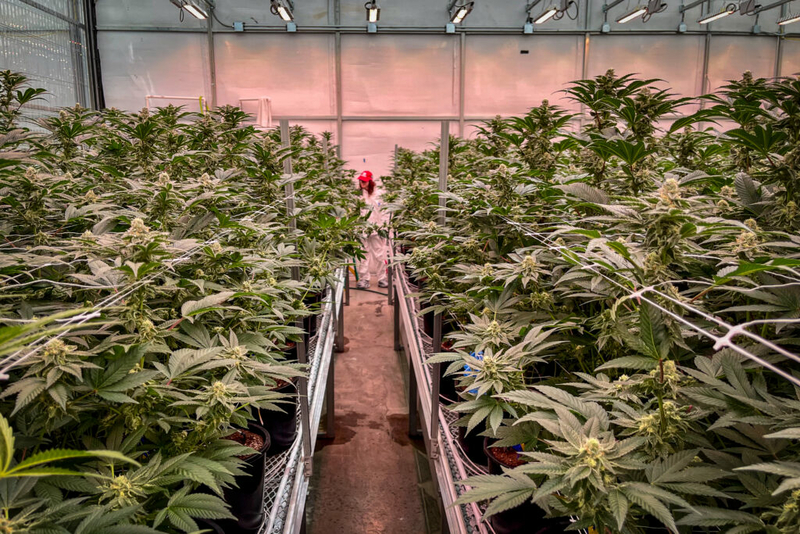 Three-day hearing reveals behind-the-scenes details of Missouri marijuana recall