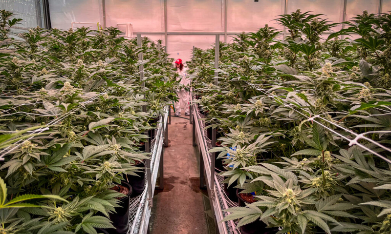 Missouri cannabis regulators recall pre-rolled joints after mold found in testing 