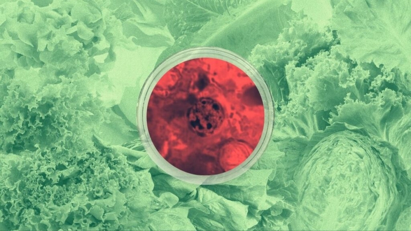 Vast produce supply chain complicates tracking cyclospora in Missouri and Kansas