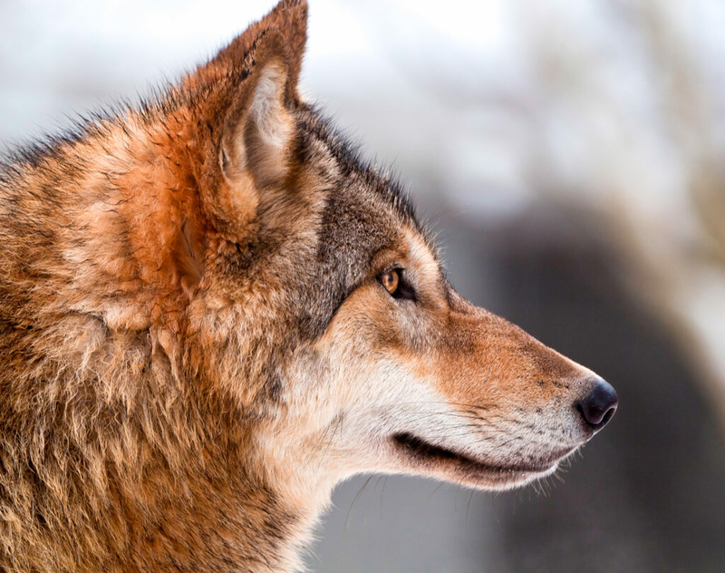 A Wolf Rapping FWP: Wolf trapping opens in grizzly bear habitat in Montana | News From ...
