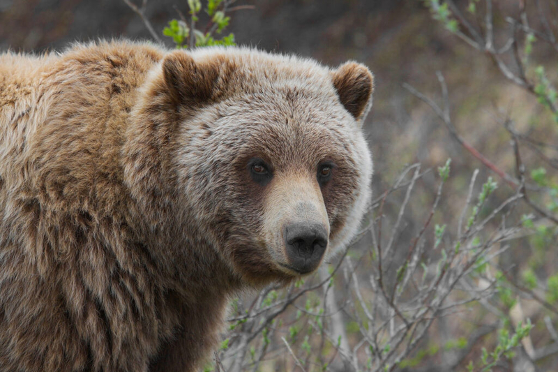 Grizzly bear euthanized near Augusta