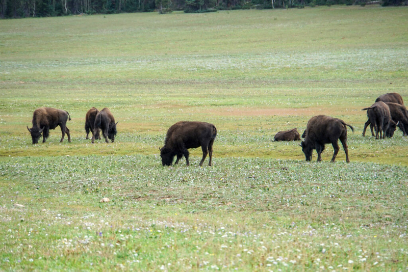 Bipartisan U.S. Senate bill aims to boost bison tribal management, restoration