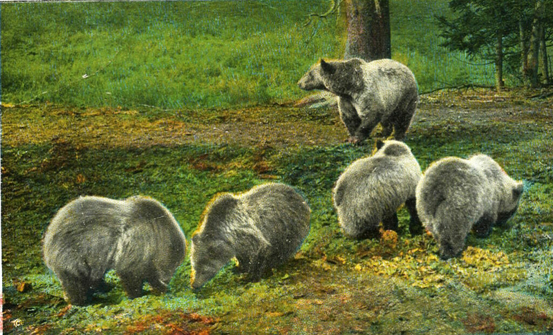 Groups file suit to stop more grazing, save grizzlies north of Yellowstone National Park