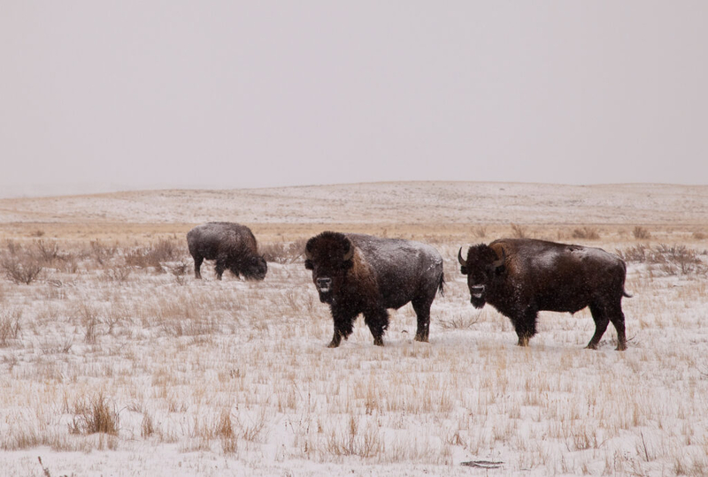 American Prairie, Tribal coalition files protest over rescinded grazing rights
