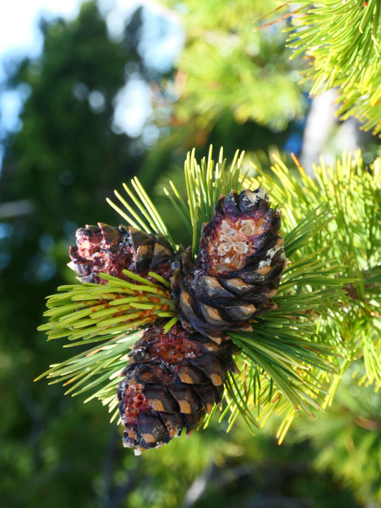 U.S. Forest Service drops large logging, thinning project near Yellowstone National Park