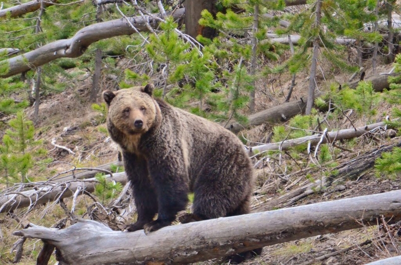 Grizzly deaths in greater Yellowstone reaches record level in 2025