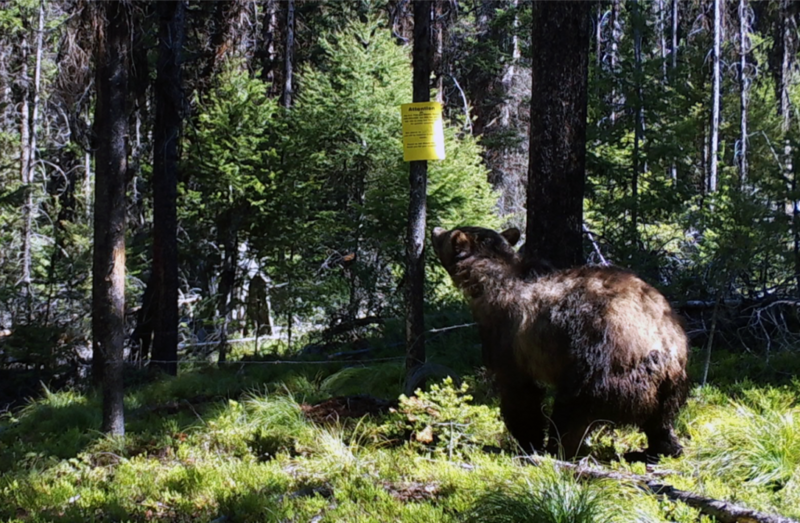 Grizzly bear confirmed in Pryors, and grizzly data counts continue in southwest Montana