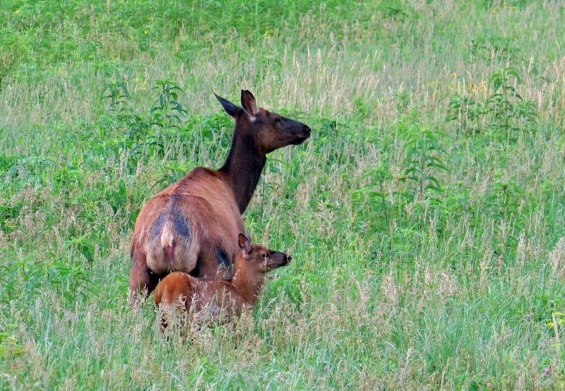 Yellowstone National Park: Be aware of aggressive cow elk | News From ...