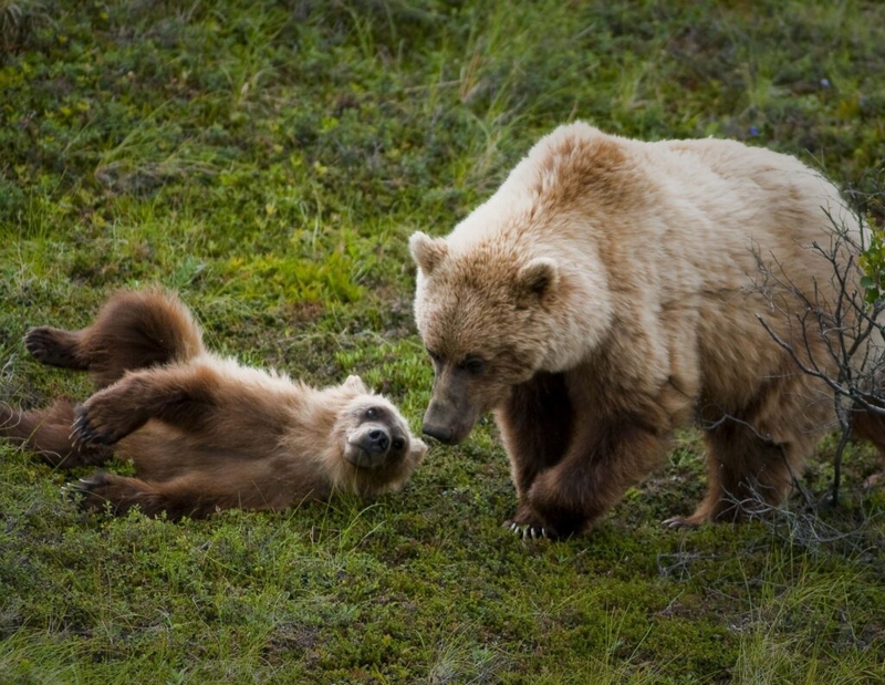 FWP kills two grizzly bears near Lincoln following conflicts