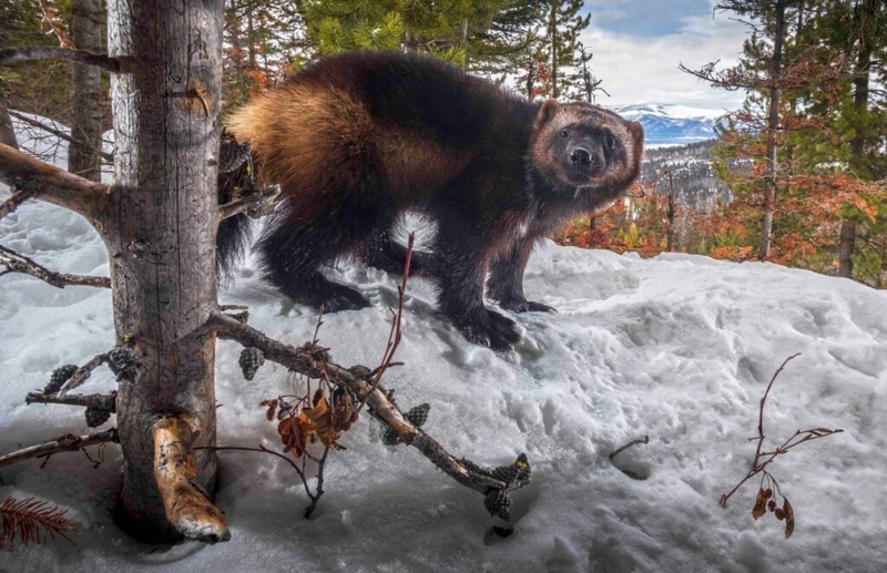 Conservation groups concerned with incidental trapping exceptions in wolverine listing