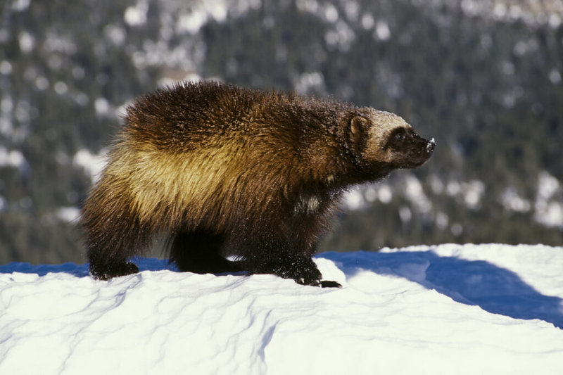 Another group files lawsuit to push U.S. Fish and Wildlife to protect wolverines