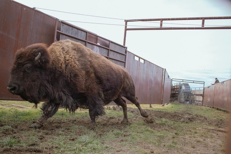 American Prairie wins preliminary injunction against state in bison grazing suit
