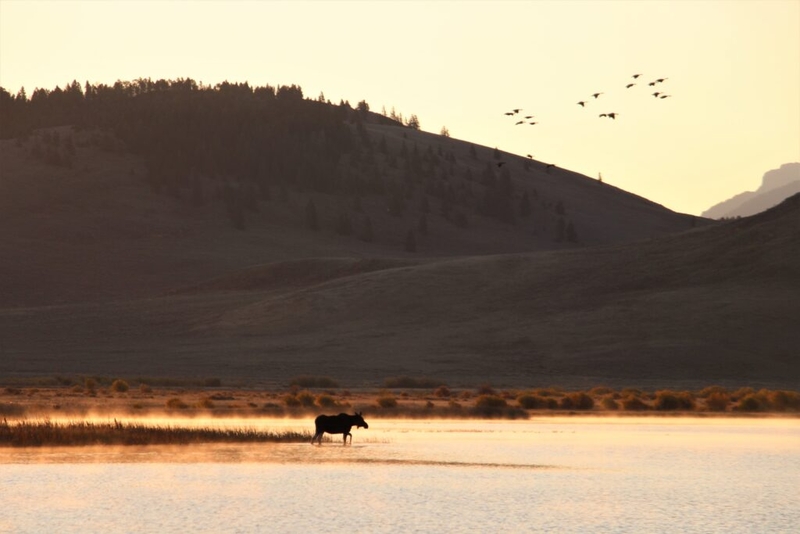 Judge says U.S. Fish and Wildlife can reevaluate cattle grazing decision in Red Rock Lakes