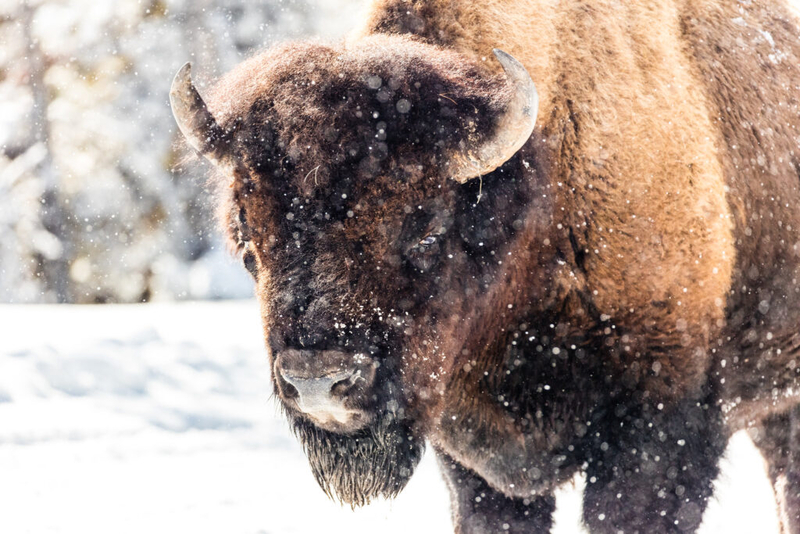 Montana moves to dismiss lawsuit against Yellowstone National Park bison plan