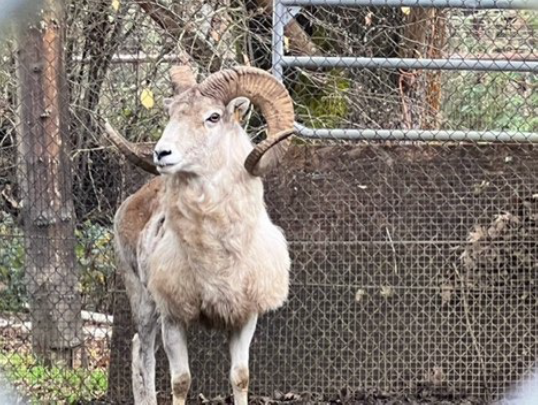 Vaughn man who cloned, bred and sold illegal sheep sentenced