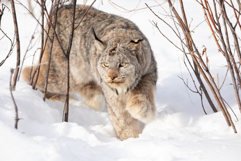 Lawsuit: Forest Service ignoring more than 1 million acres of lynx habitat to OK logging, burning