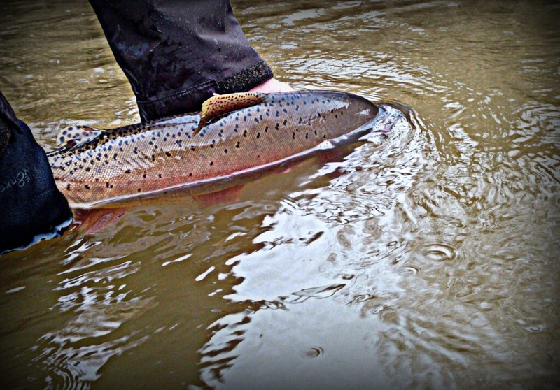 Yellowstone Park to conduct invasive species removal to preserve cutthroat trout