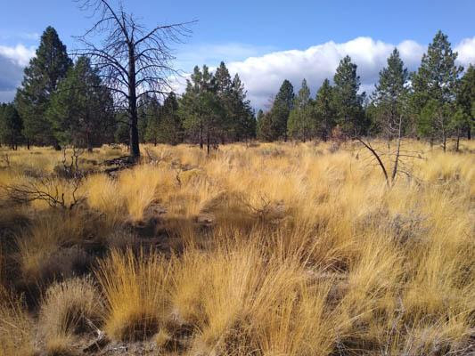 The problem with prescribed burns