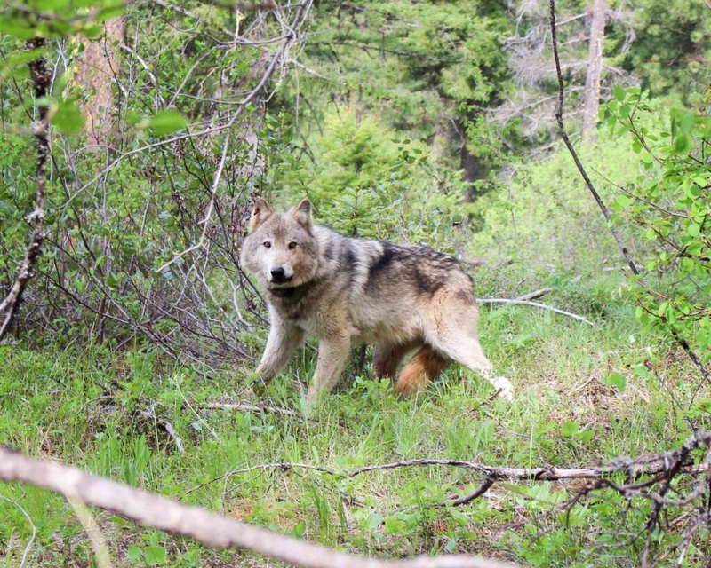 Deficient data means Montana FWP should stop wolf hunting