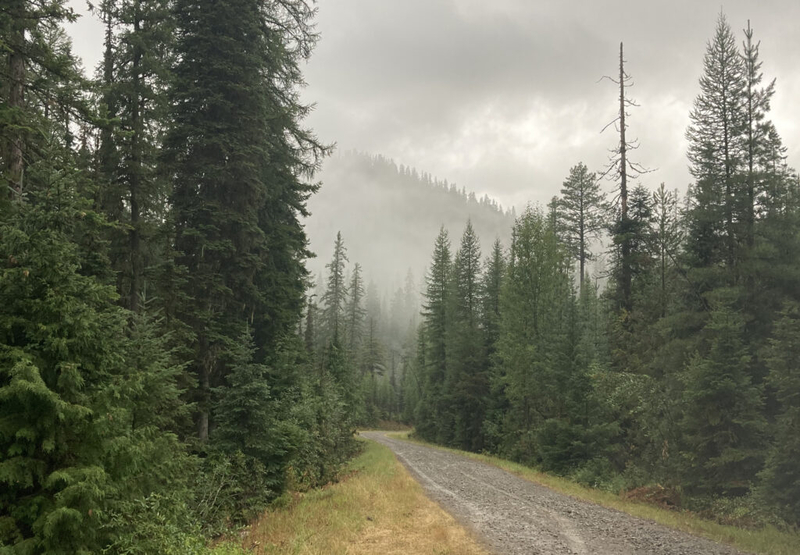 Groups sue to stop logging in Flathead National Forest