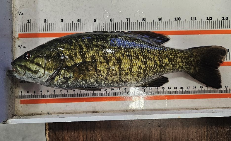 Montana FWP proposing to purge bass from Livingston lagoon