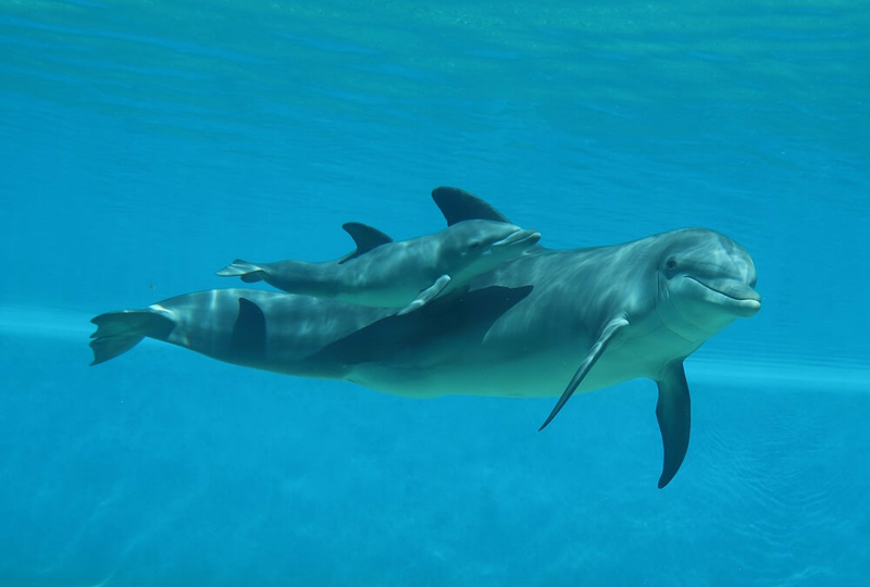 Dolphins born at Mirage survive a fraction of expected lifespanÂ 