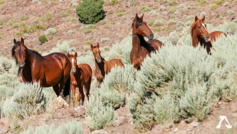 House committee rejects Trump effort to allow slaughter of wild horses 