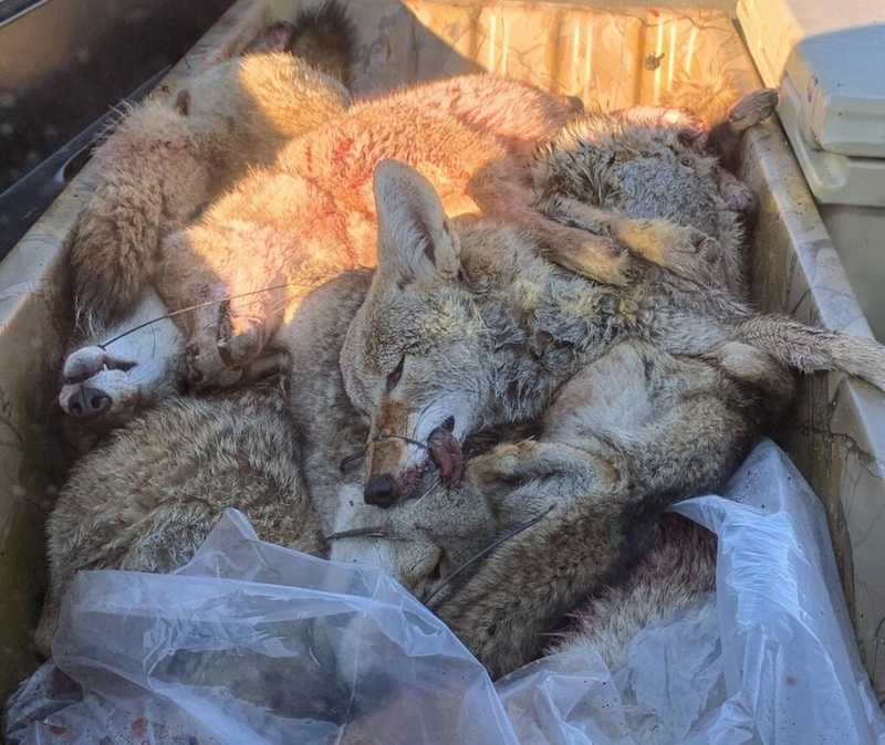 Sanctioning killing contests ‘pours fuel’ on controversy, says wildlife commissioner
