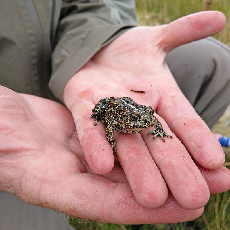 Feds list Dixie Valley toad, found only in Nevada, as endangered