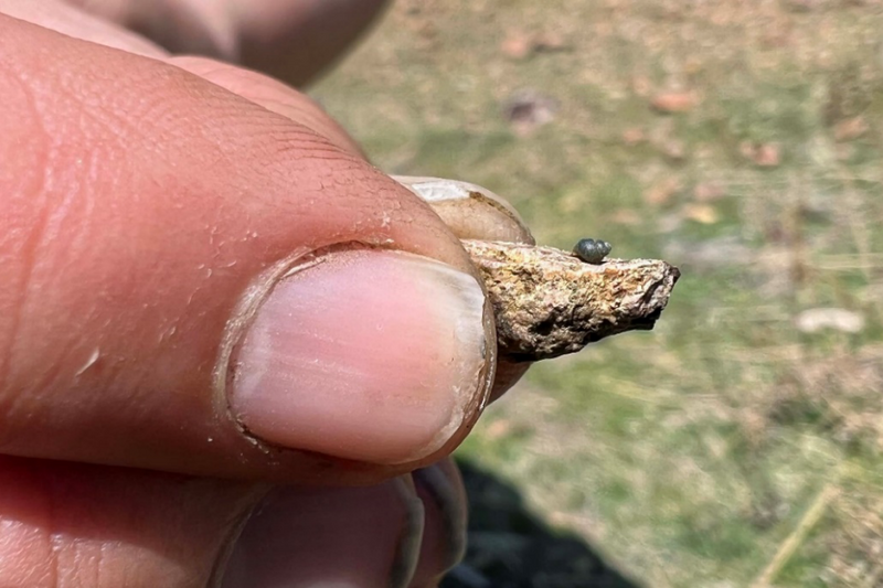 Tiny rare snail in Nevada inches toward ESA listing
