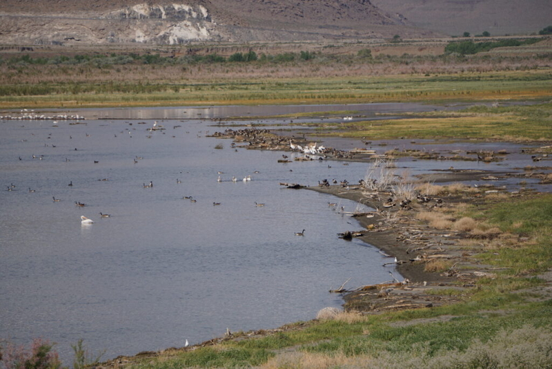 Upstream solutions lead to downstream problems for Tribal plants and animals