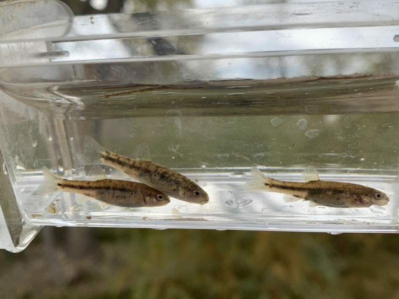 Conservation groups seeks Endangered Species Act protections for Nevada desert fish